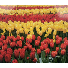 Картина за номерами “Тюльпани“ 40*50 см, OPP, фарба -акрил, кисть — 3 шт 5023Y_O KNZ