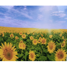Картина за номерами 40х50, “Поле соняшників“ 8333RSB_O KNZ