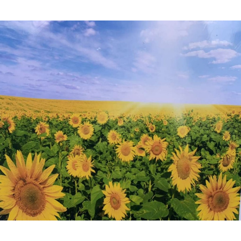 Картина за номерами 40х50, “Поле соняшників“ 8333RSB_O KNZ