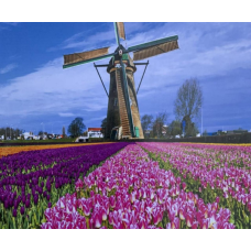 Картина за номерами “Мельниця“ 40*50 см, фарби -акрил, Пензлик-3ш 5730Y_B KNZ