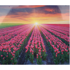 Картина по номерам 30*40см “Поле тюльпанов“ OPP (холст на раме фарби, пензлі) 1720EKTL_O KNZ