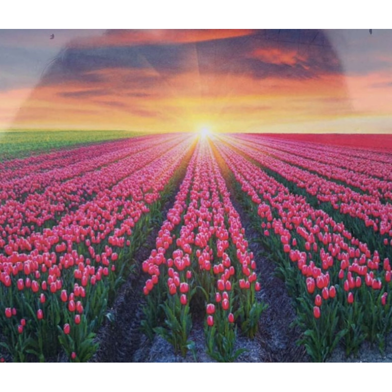 Картина по номерам 30*40см “Поле тюльпанов“ OPP (холст на раме фарби, пензлі) 1720EKTL_O KNZ