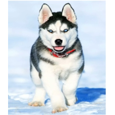 Картина за номерами “Хаскі“ 40*50см 2128/6412 KNZ