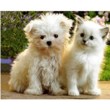 Картина за номерами “Кошеня і щеня“ 40*50см, фарби-акрил, кисть-3шт 3775 KNZ