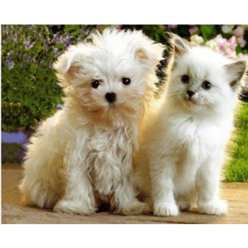 Картина за номерами “Кошеня і щеня“ 40*50см, фарби-акрил, кисть-3шт 3775 KNZ Картина за номерами “Кошеня і щеня“ 40*50см, фарби-акрил, кисть-3шт 3775 KNZ