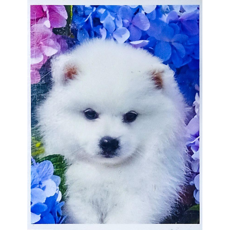 Алмазна мозаїка 30 х 40см “Цуценя“ рулон в PVC (без підрамника) 60300_O GLD KNZ