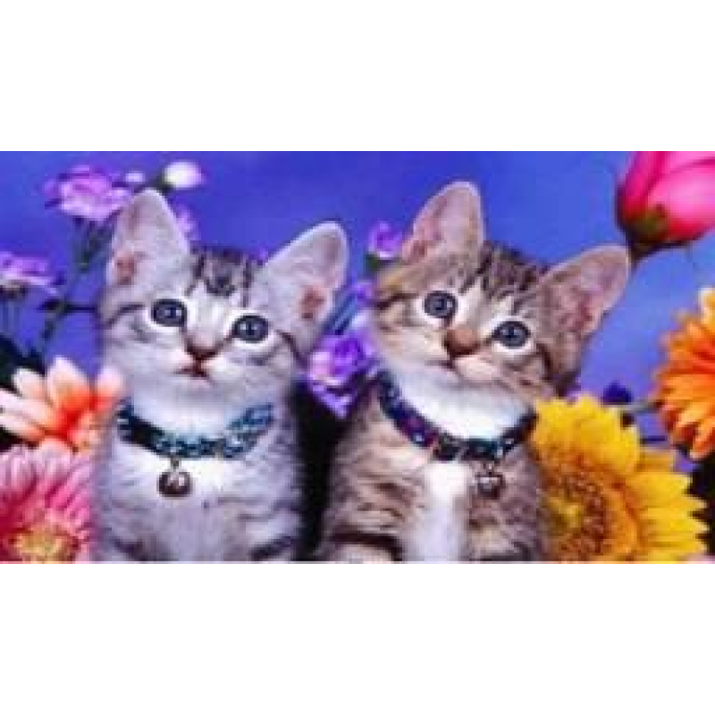 Алмазна мозаїка 30 х 40см “Кошенята“ рулон в PVC (без підрамника) 60298_O GLD KNZ