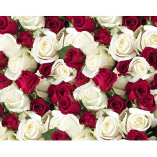 Папір упаковний крейдований 80 г 10 аркушів — 100 х 70 см (PVM10-302) KNZ